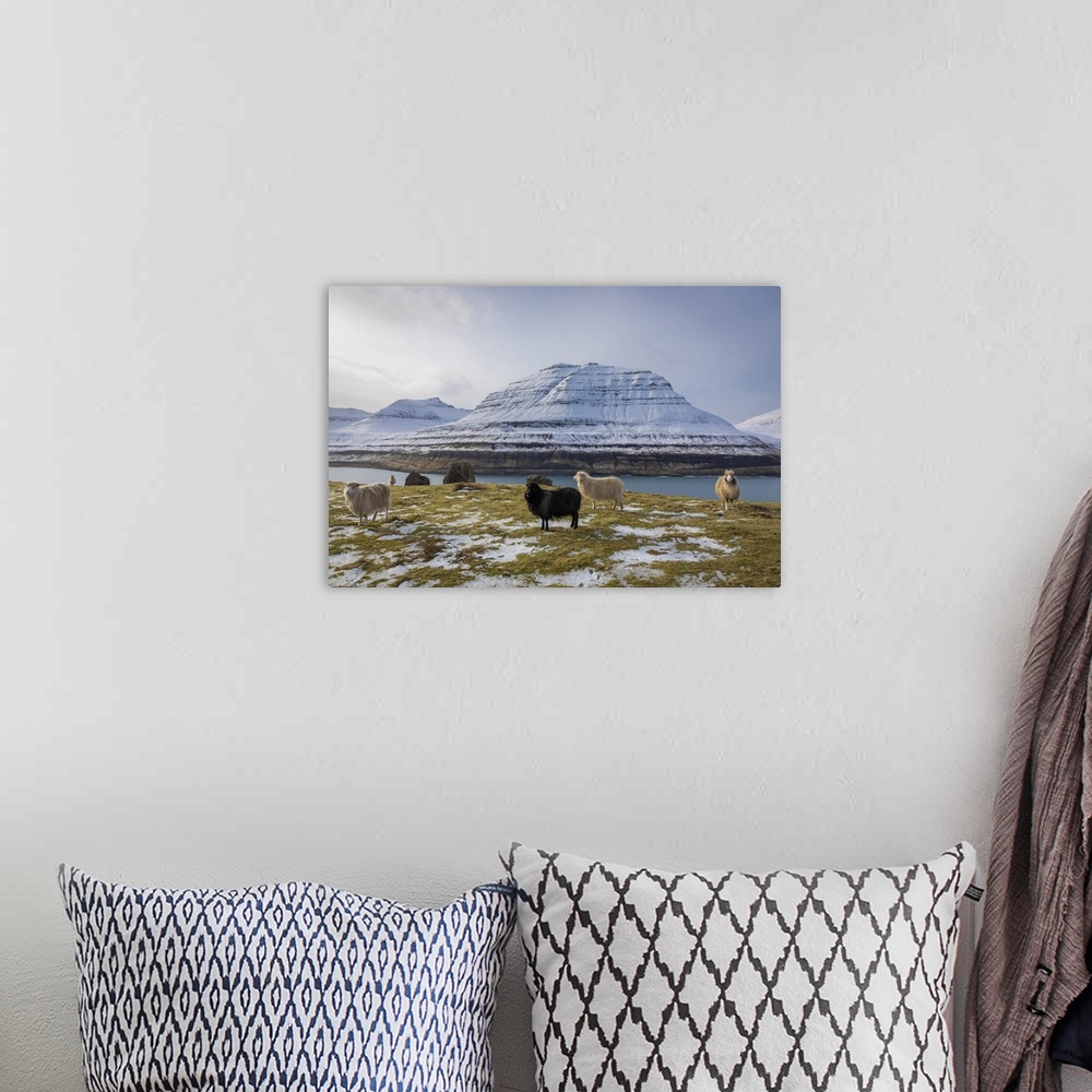 A bohemian room featuring Sheep along the Funningur fjord. Eysturoy, Faroe Islands