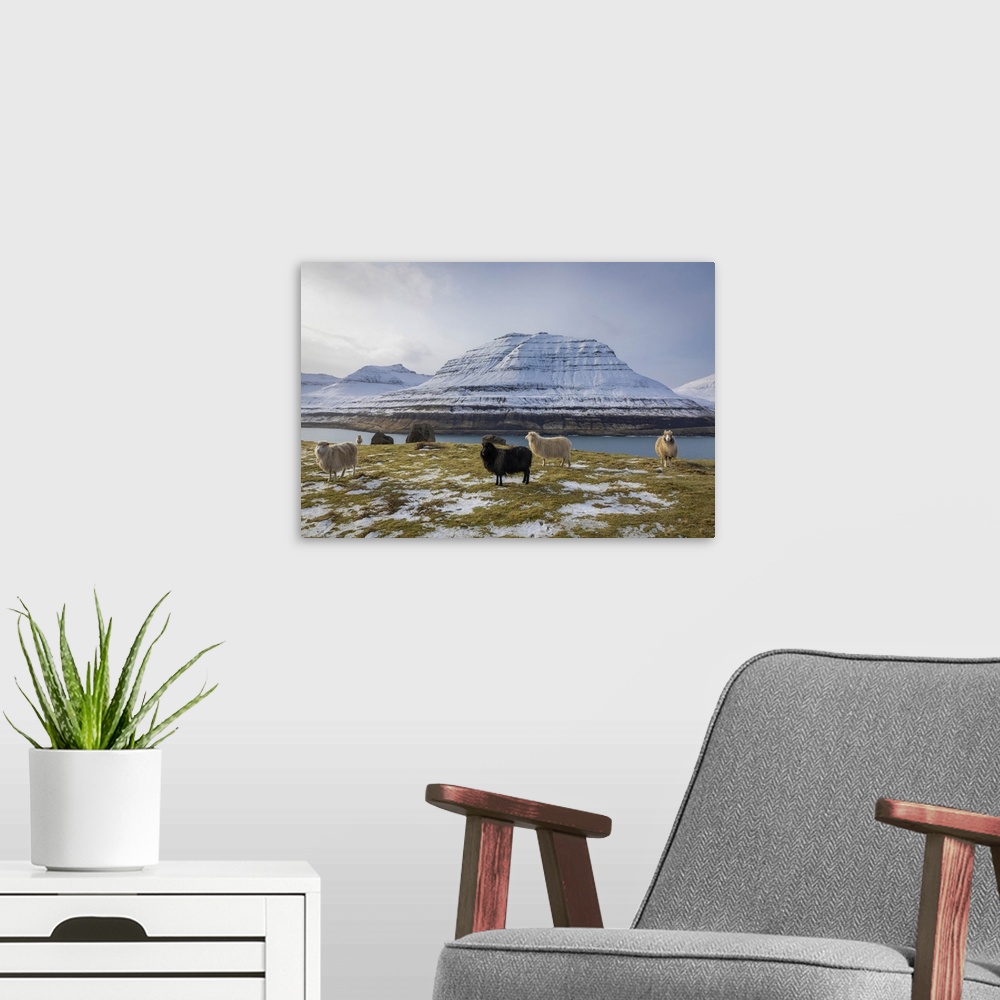 A modern room featuring Sheep along the Funningur fjord. Eysturoy, Faroe Islands