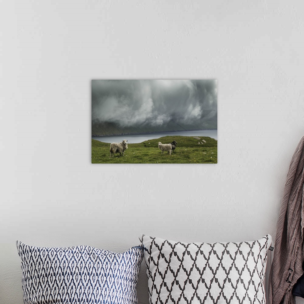 A bohemian room featuring Sheep in the island of Bordoy, Faroe Islands