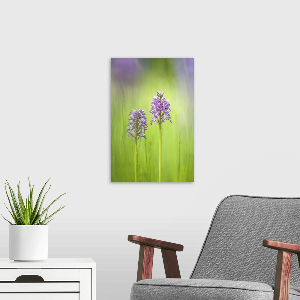 A modern room featuring Slovenia, Orchis militaris in the green grass