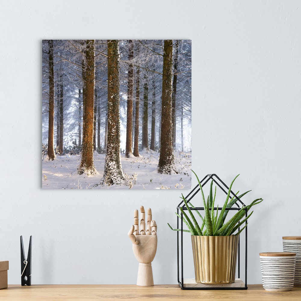 A bohemian room featuring Snow covered pine woodland, Morchard Wood, Morchard Bishop, Devon, England. Winter