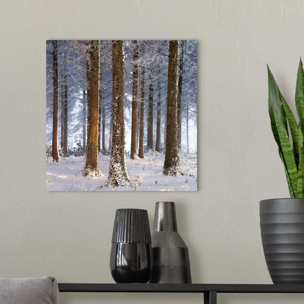 A modern room featuring Snow covered pine woodland, Morchard Wood, Morchard Bishop, Devon, England. Winter