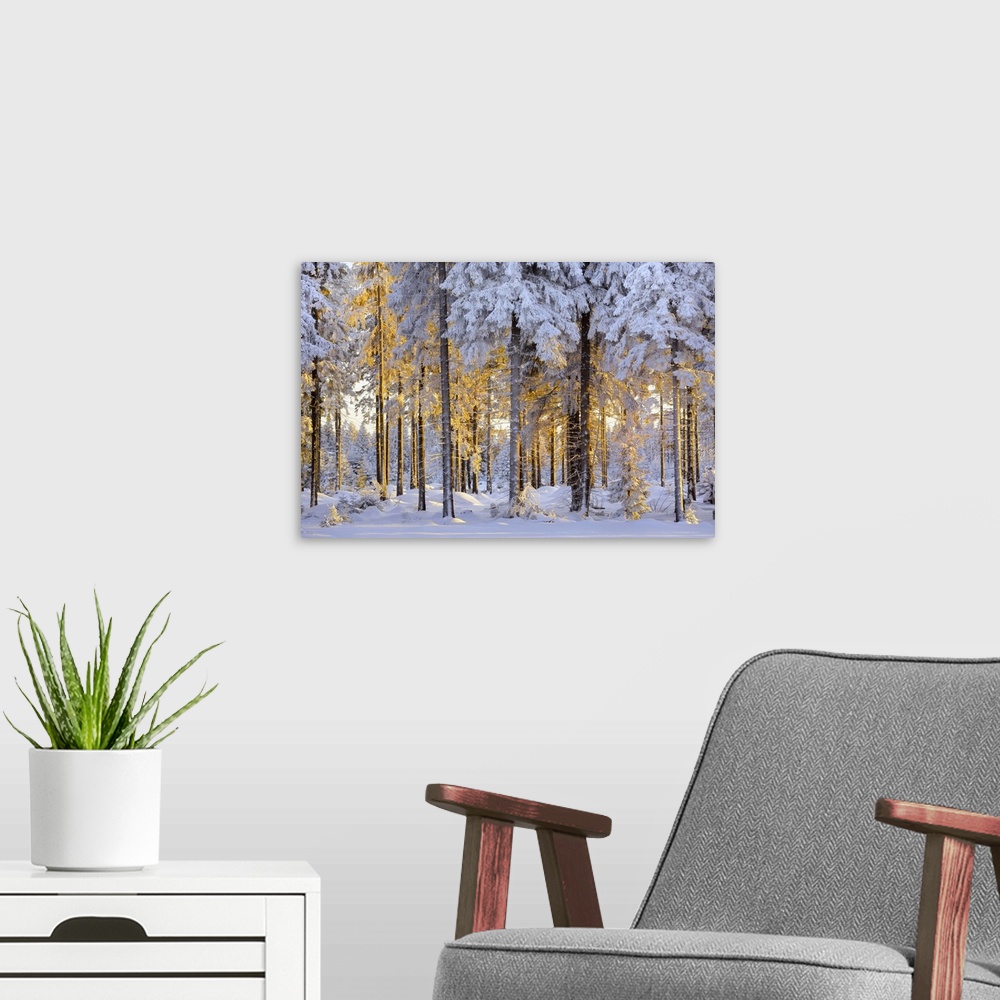A modern room featuring Snow-covered spruce forest in evening light, Fichtelberg, near Oberwiesenthal, Ore Mountains, Erz...