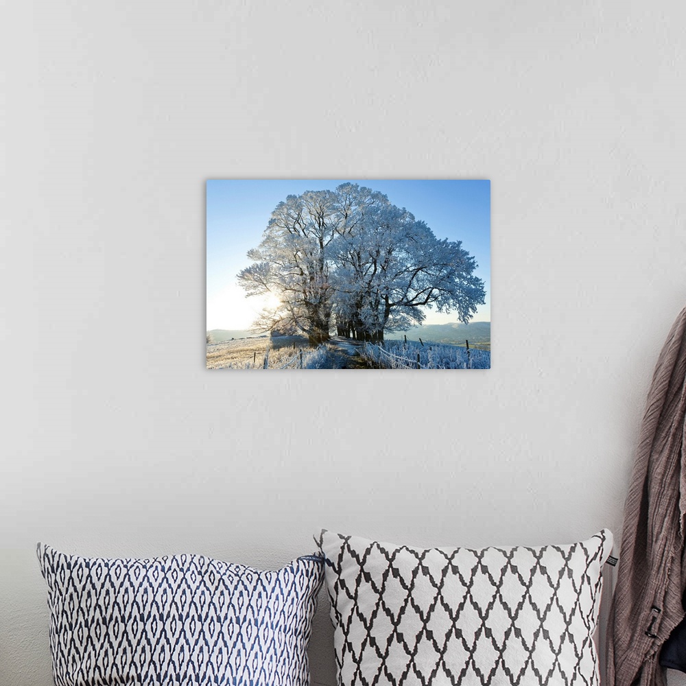 A bohemian room featuring Snow covered tree on Downham Hill, Uley, Gloucestershire, UK