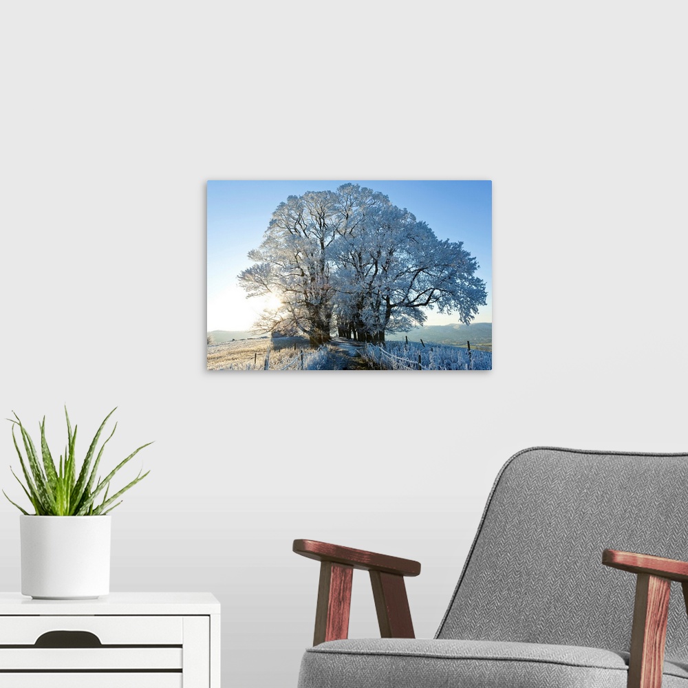 A modern room featuring Snow covered tree on Downham Hill, Uley, Gloucestershire, UK