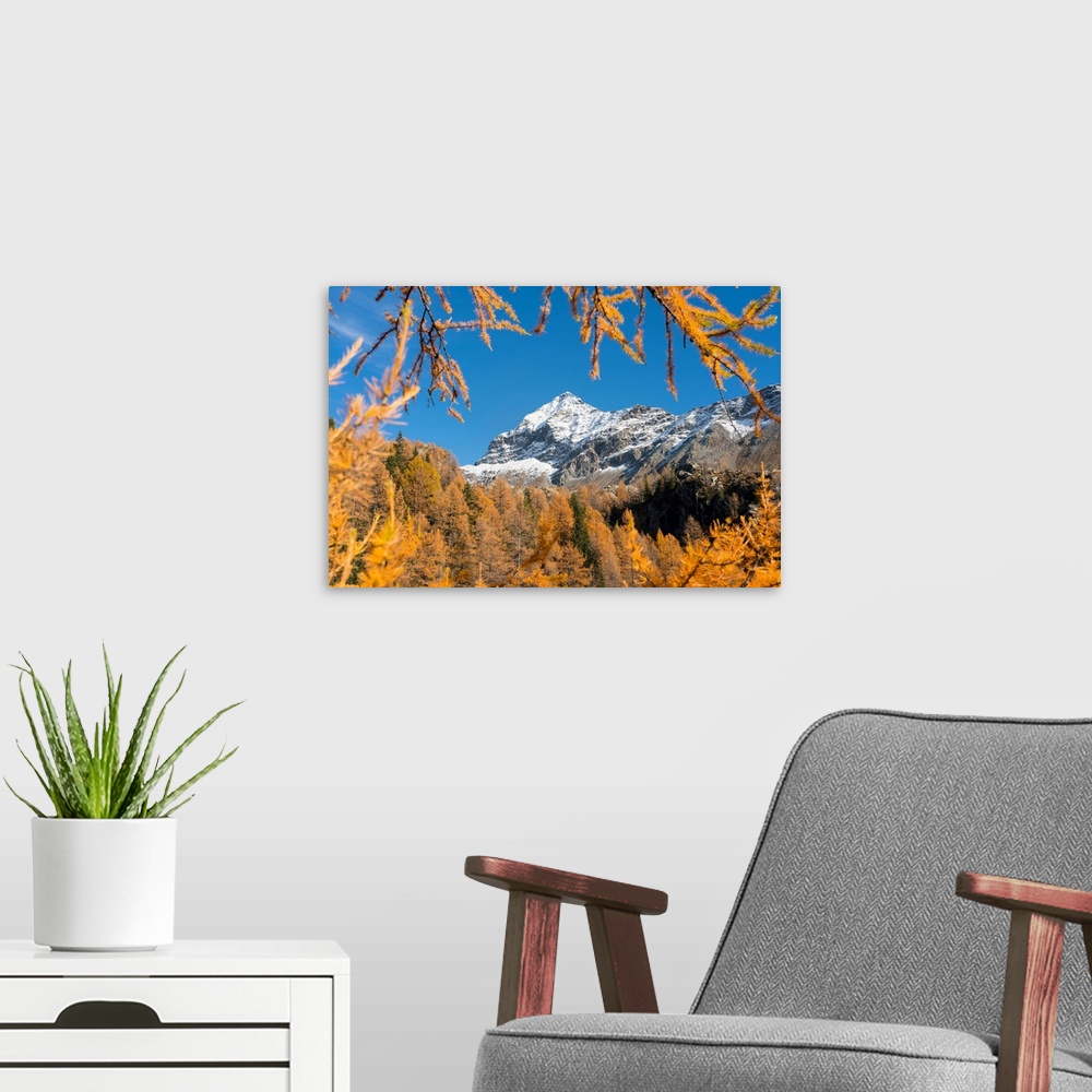 A modern room featuring Snowy Scalino peak framed by red larches, malenco valley, valtellina, sondrio, lombardy, italy