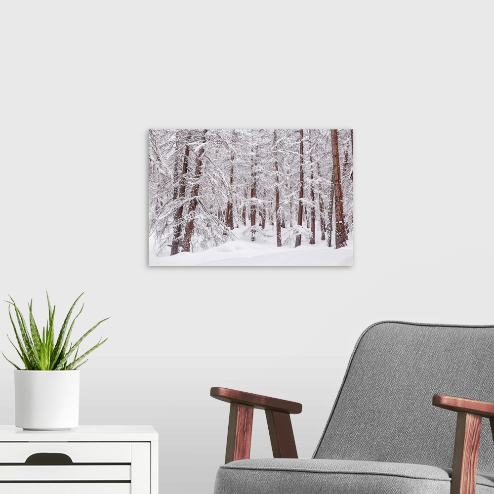 A modern room featuring Snowy trees in a mountain larix forest. Livigno, Sondrio district, Lombardy, Alps, Italy