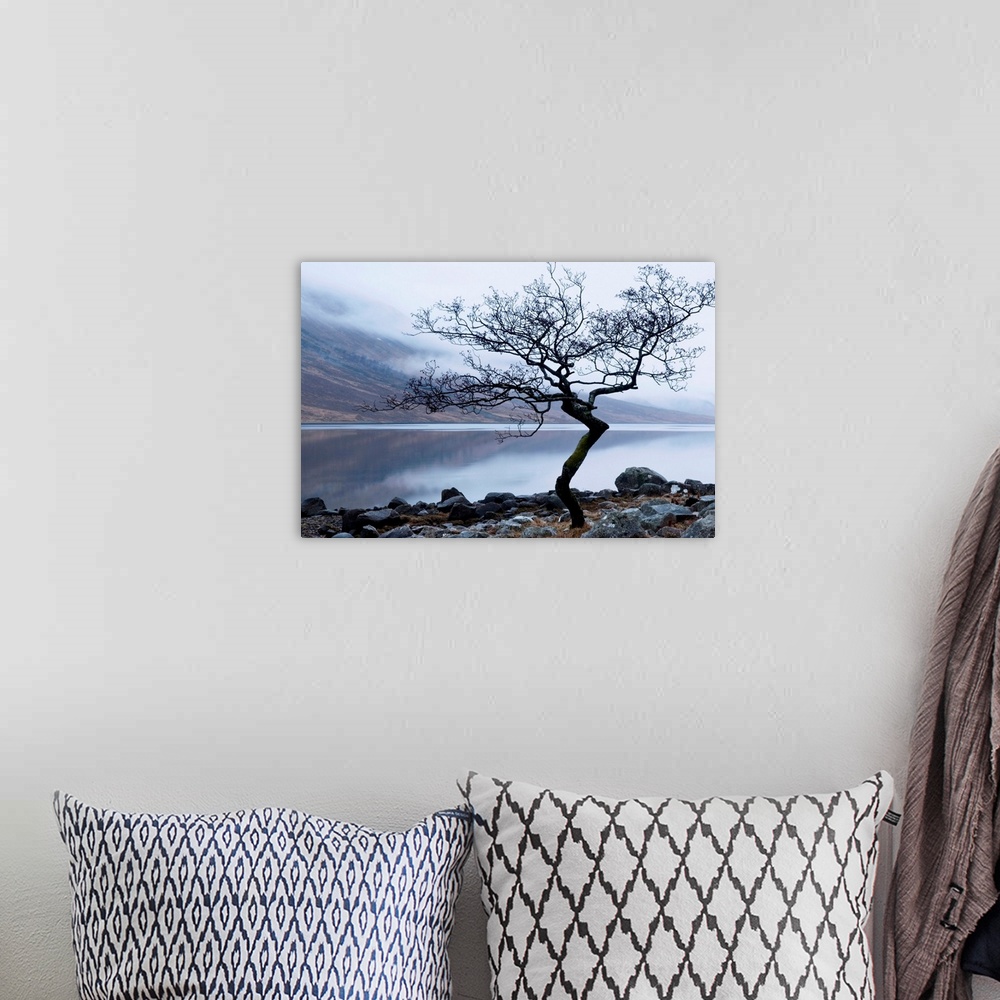 A bohemian room featuring Solitary tree on the shore of Loch Etive, Highlands, Scotland, UK