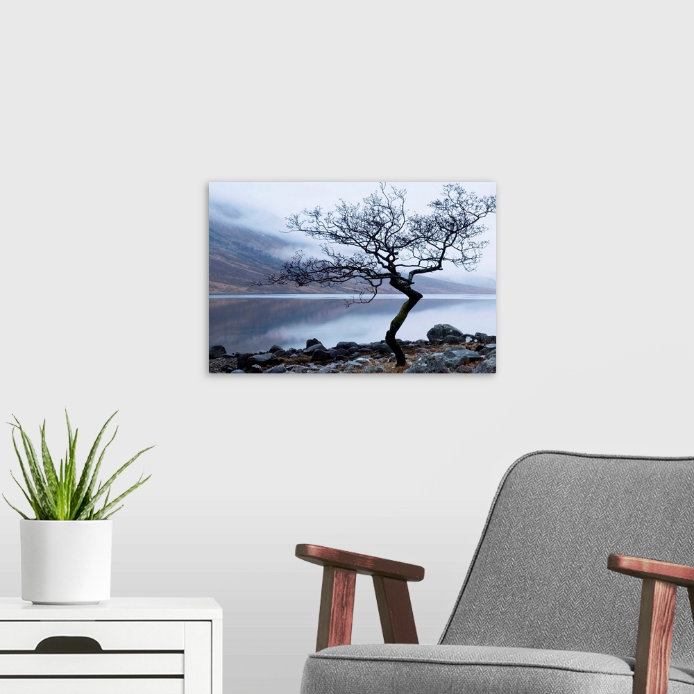 A modern room featuring Solitary tree on the shore of Loch Etive, Highlands, Scotland, UK