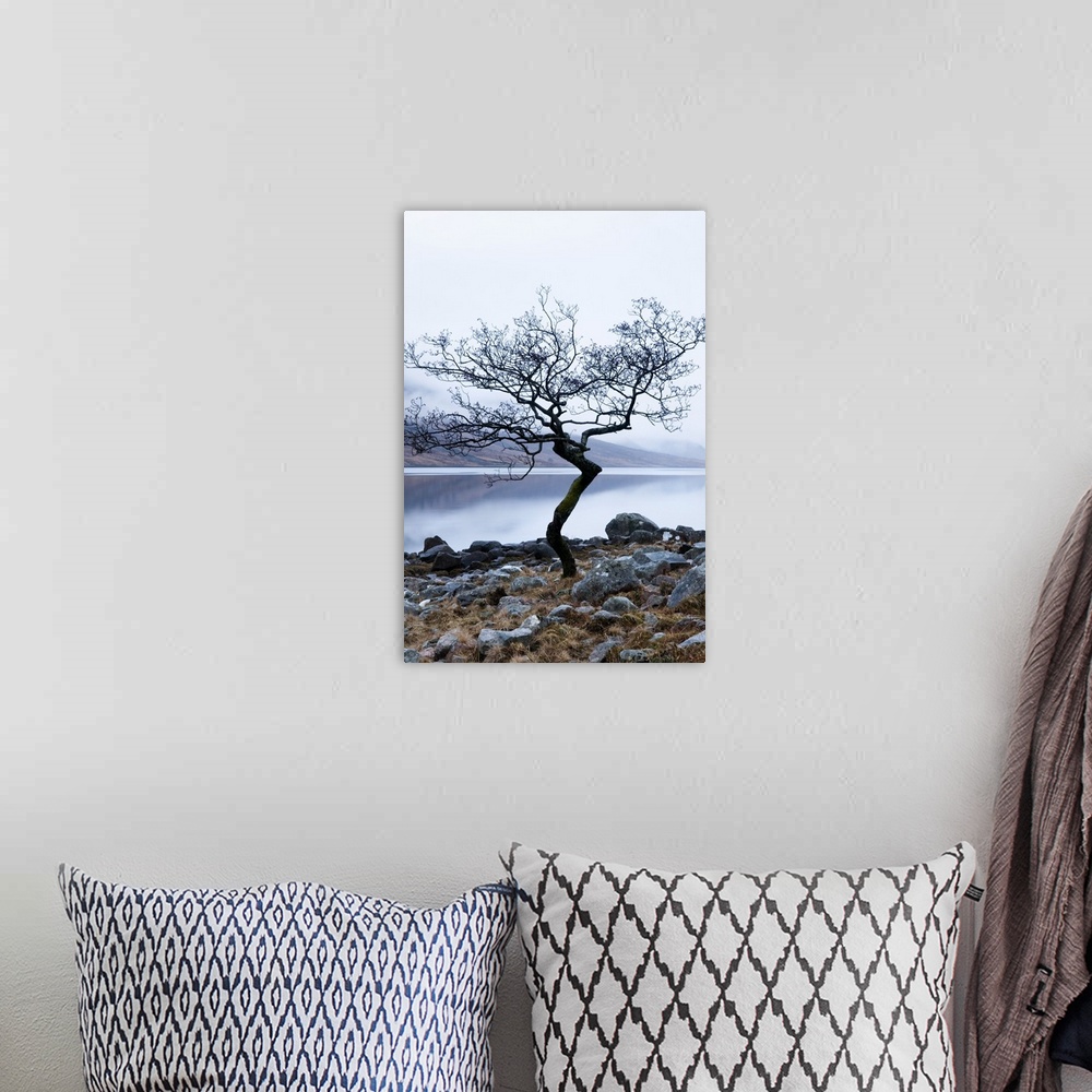 A bohemian room featuring Solitary tree on the shore of Loch Etive, Highlands, Scotland, UK