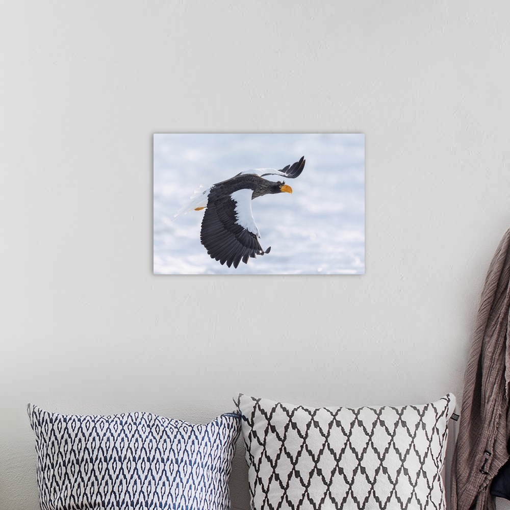 A bohemian room featuring Steller's sea eagle (Haliaeetus pelagicus) flying over sea ice in the Nemuro Strait, Hokkaido, Ja...