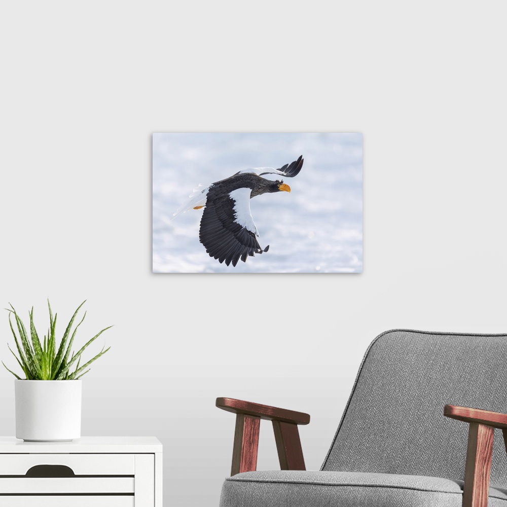 A modern room featuring Steller's sea eagle (Haliaeetus pelagicus) flying over sea ice in the Nemuro Strait, Hokkaido, Ja...