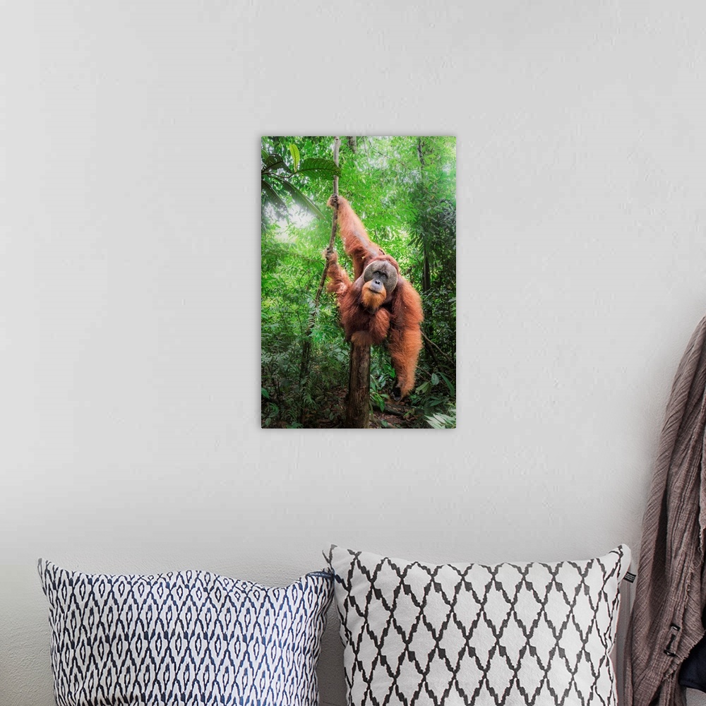 A bohemian room featuring Sumatran Orangutan Climbing A Tree In Gunung Leuser National Park, Northern Sumatra