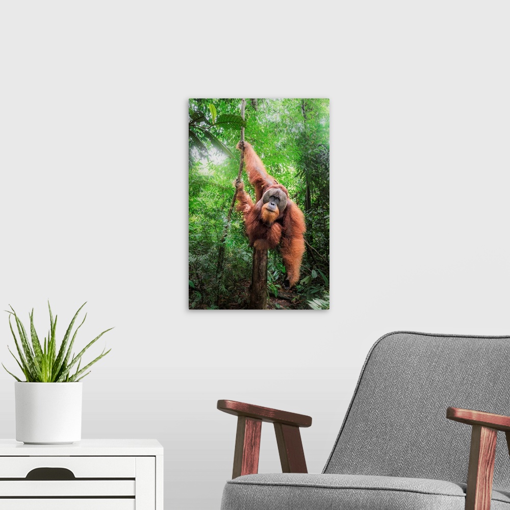 A modern room featuring Sumatran Orangutan Climbing A Tree In Gunung Leuser National Park, Northern Sumatra