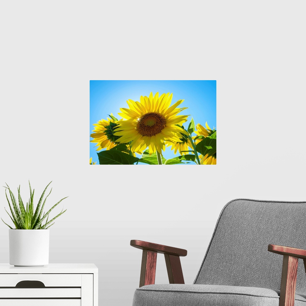 A modern room featuring Sun shining through giant yellow sunflowers in full bloom, Oraison, Alpes-de-Haute-Provence, Prov...