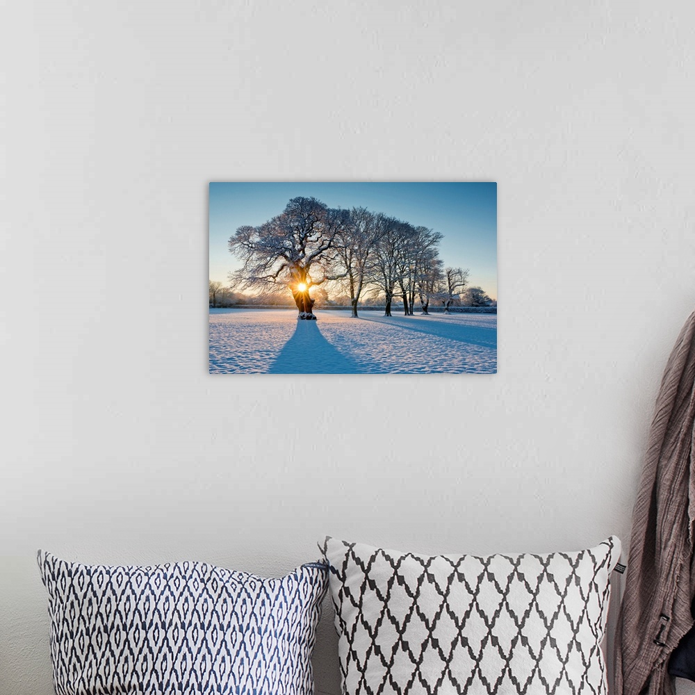 A bohemian room featuring Sunburst Through Oak Tree In Winter, Holt, Norfolk, England