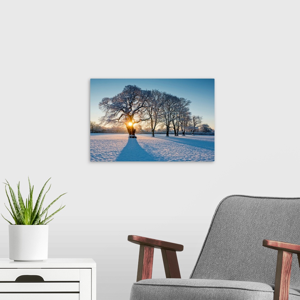 A modern room featuring Sunburst Through Oak Tree In Winter, Holt, Norfolk, England