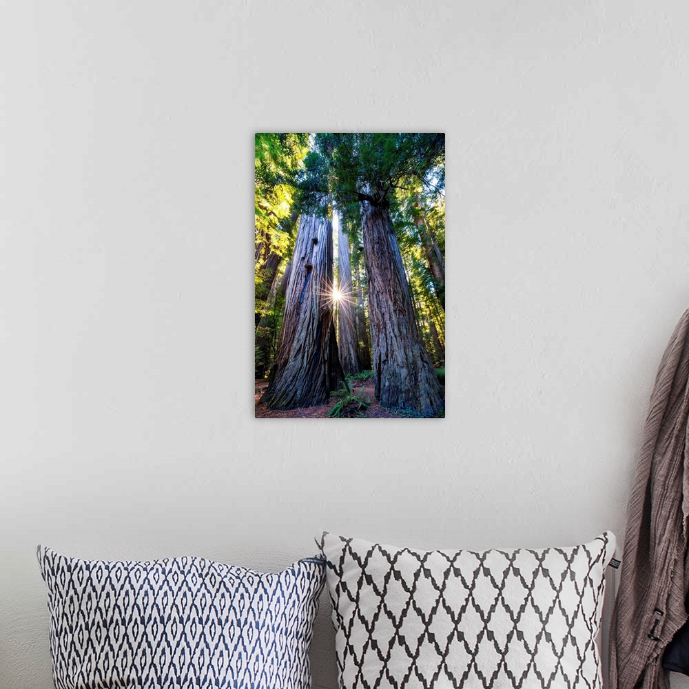 A bohemian room featuring Sunburst Through Redwood Trees, Jedediah Smith Redwood State Park, California, Usa