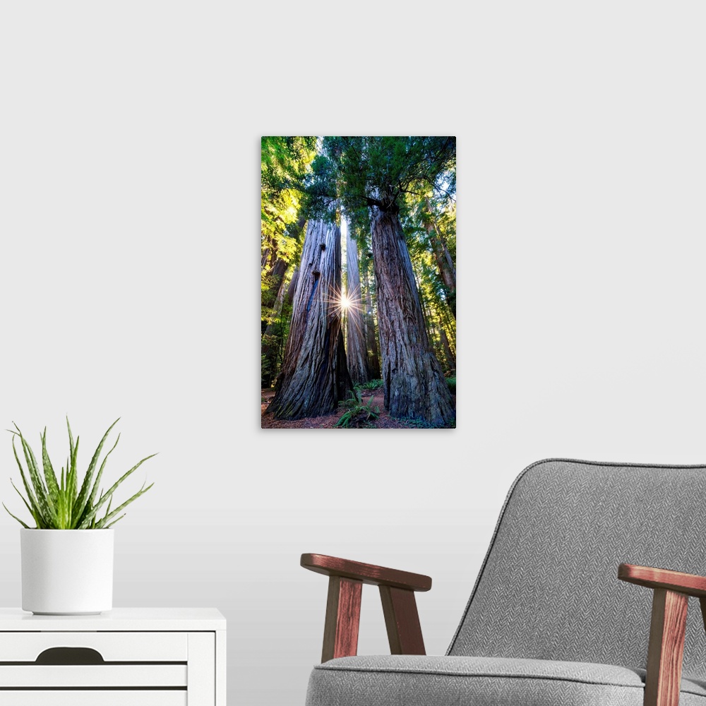 A modern room featuring Sunburst Through Redwood Trees, Jedediah Smith Redwood State Park, California, Usa