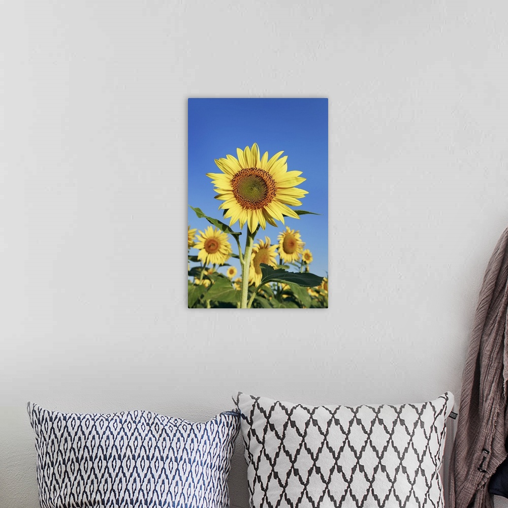 A bohemian room featuring Sunflower field. France, Provence-Alpes-Cote d'Azur, Alpes de Haute Provence, Forcalquier, Valens...