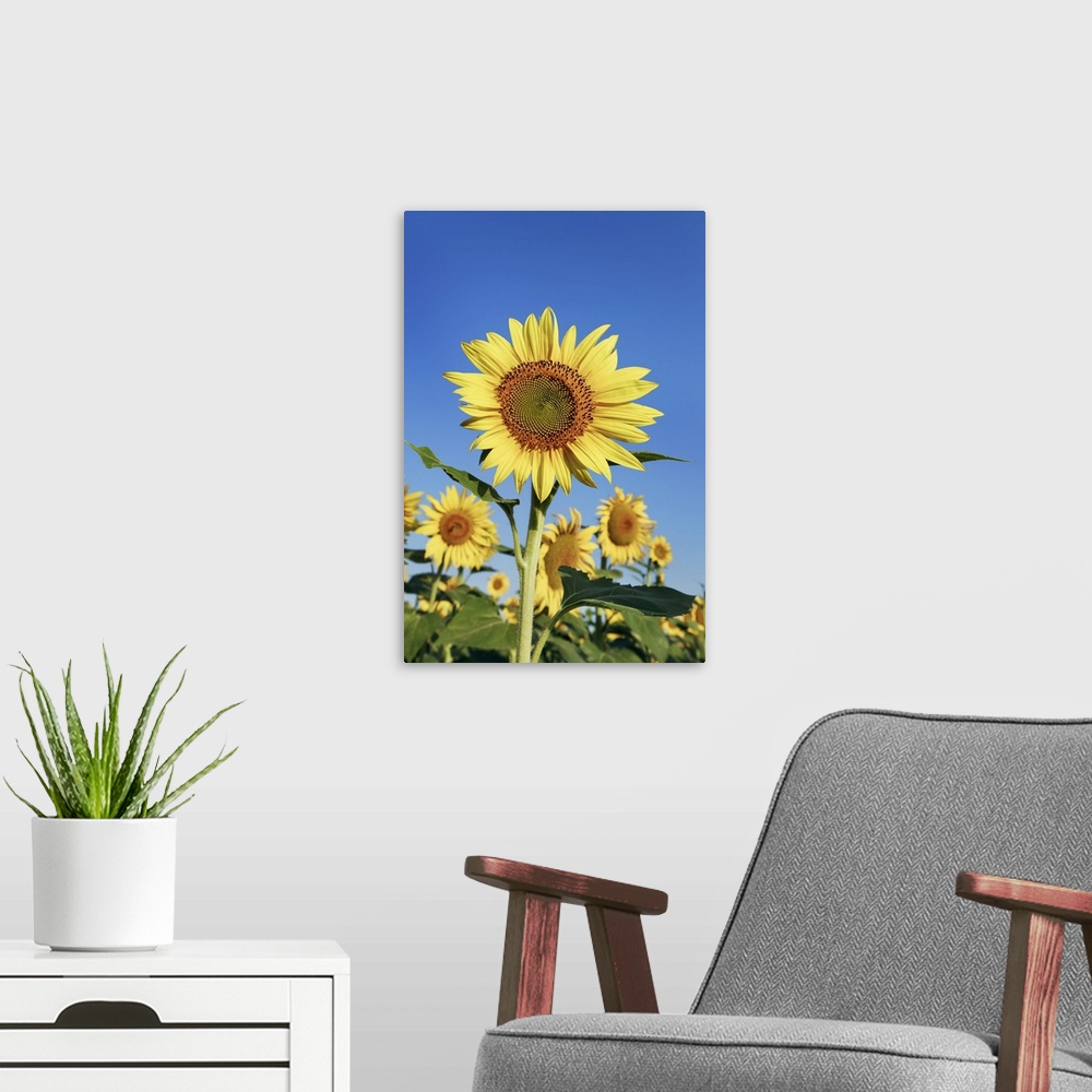 A modern room featuring Sunflower field. France, Provence-Alpes-Cote d'Azur, Alpes de Haute Provence, Forcalquier, Valens...