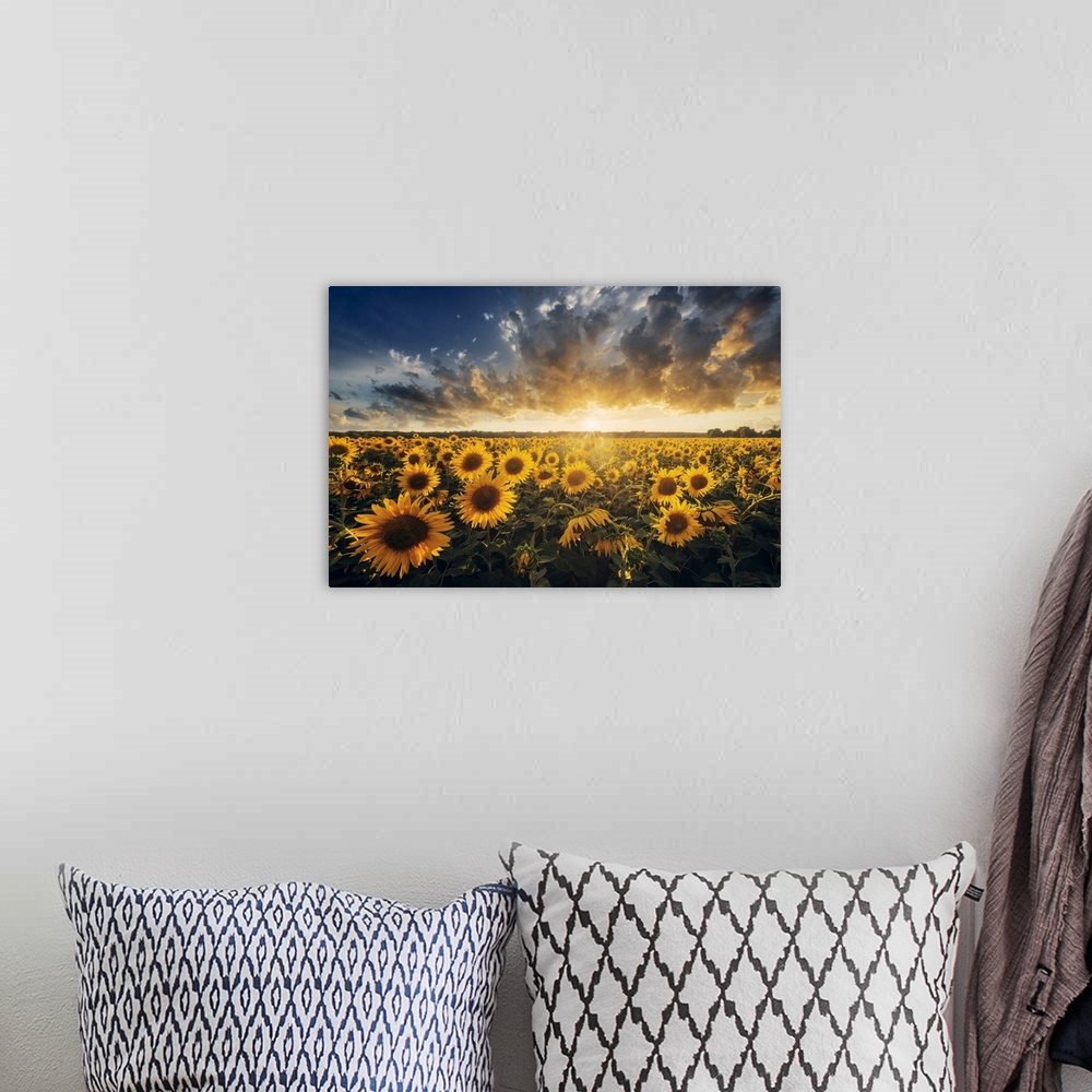 A bohemian room featuring Sunflowers during a colorful summer sunset in Tuscany, Italy