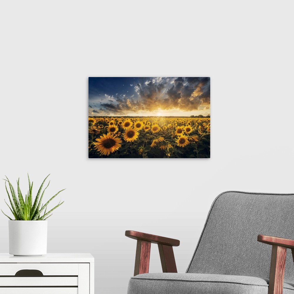 A modern room featuring Sunflowers during a colorful summer sunset in Tuscany, Italy