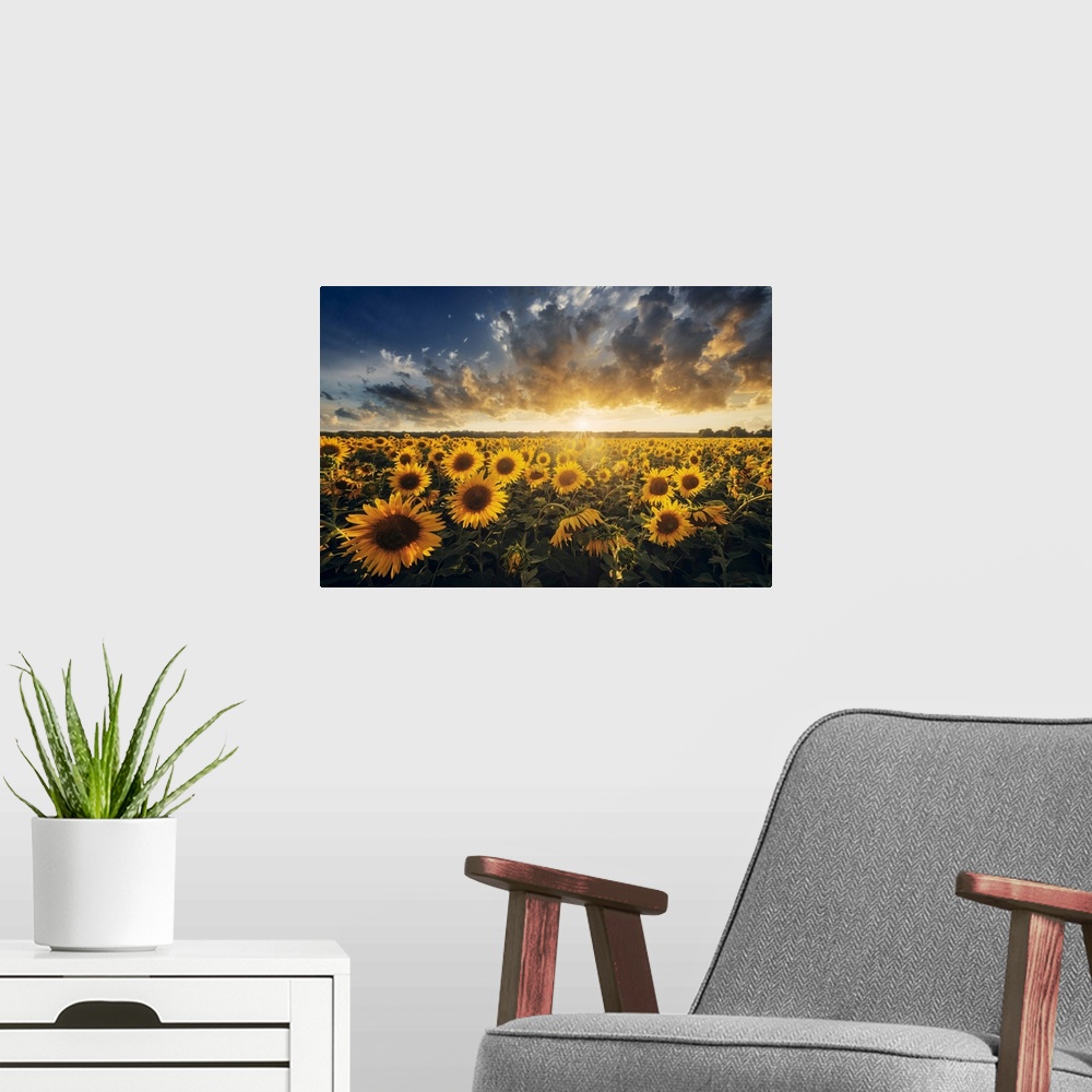 A modern room featuring Sunflowers during a colorful summer sunset in Tuscany, Italy