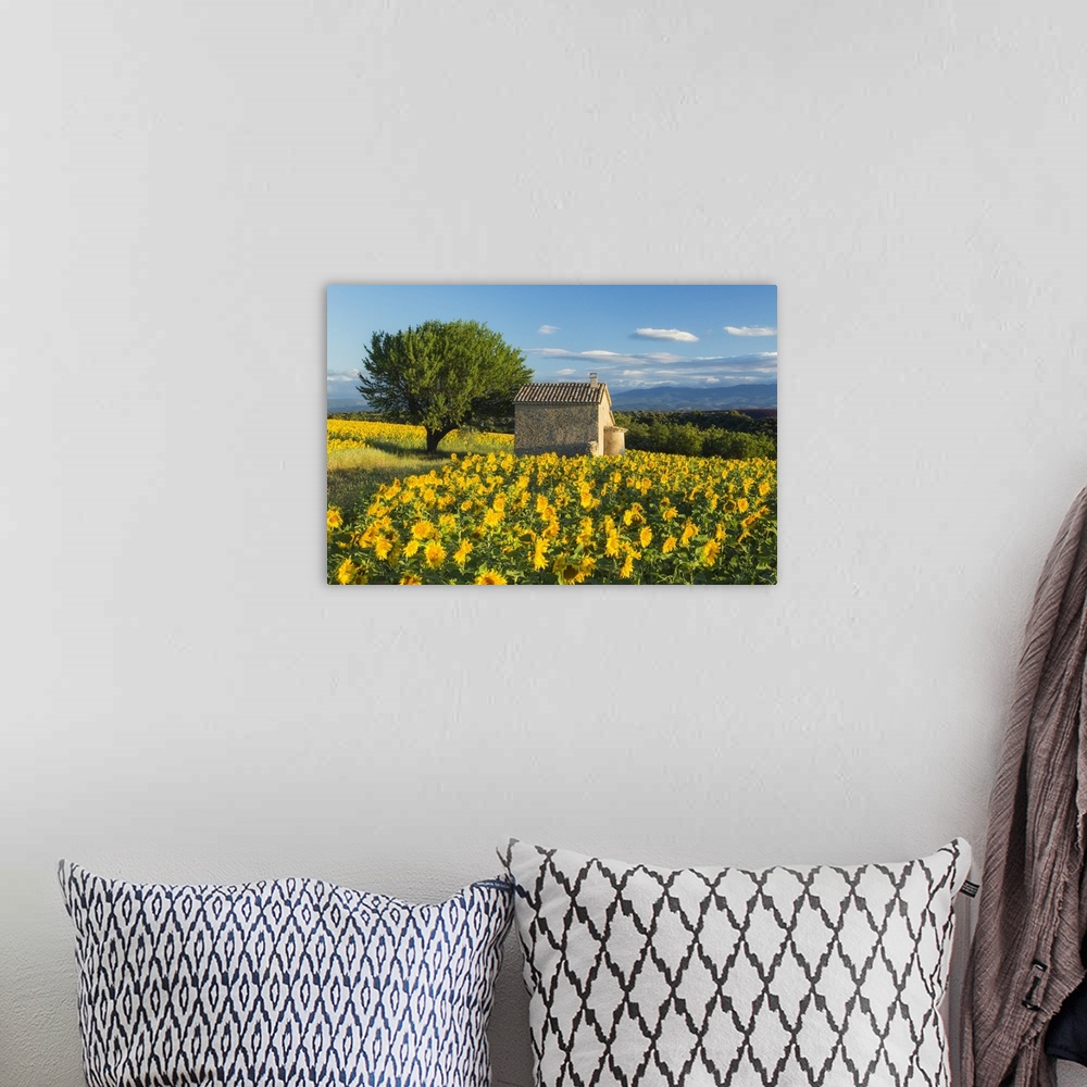 A bohemian room featuring Sunflowers, Valensole Plateau, Provence, France