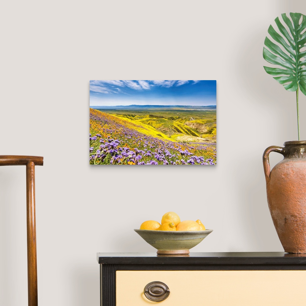 A traditional room featuring Super Bloom Of Wildflwowers, Carrizo Plain National Monument, California, USA