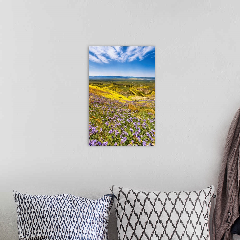 A bohemian room featuring Super Bloom Of Wildflwowers, Carrizo Plain National Monument, California, USA