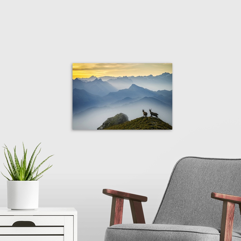A modern room featuring Switzerland, Lucerne, Mount Pilatus, Alpine ibex, Capra ibex (m)