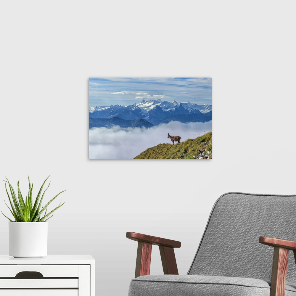 A modern room featuring Switzerland, Lucerne, Mount Pilatus, Ibex and Bernese alps (m)