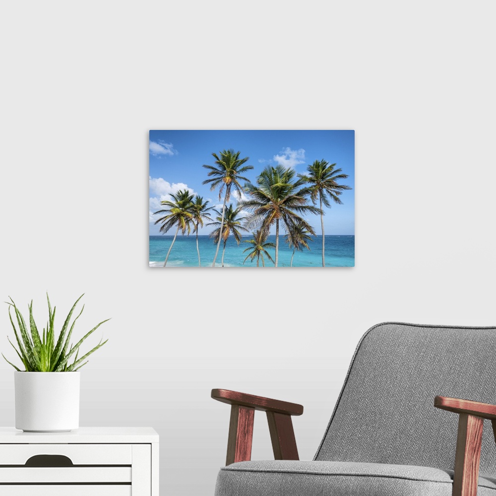 A modern room featuring Tall palm trees and turquoise sea in background, Bottom Bay, Barbados Island, Lesser Antilles, We...