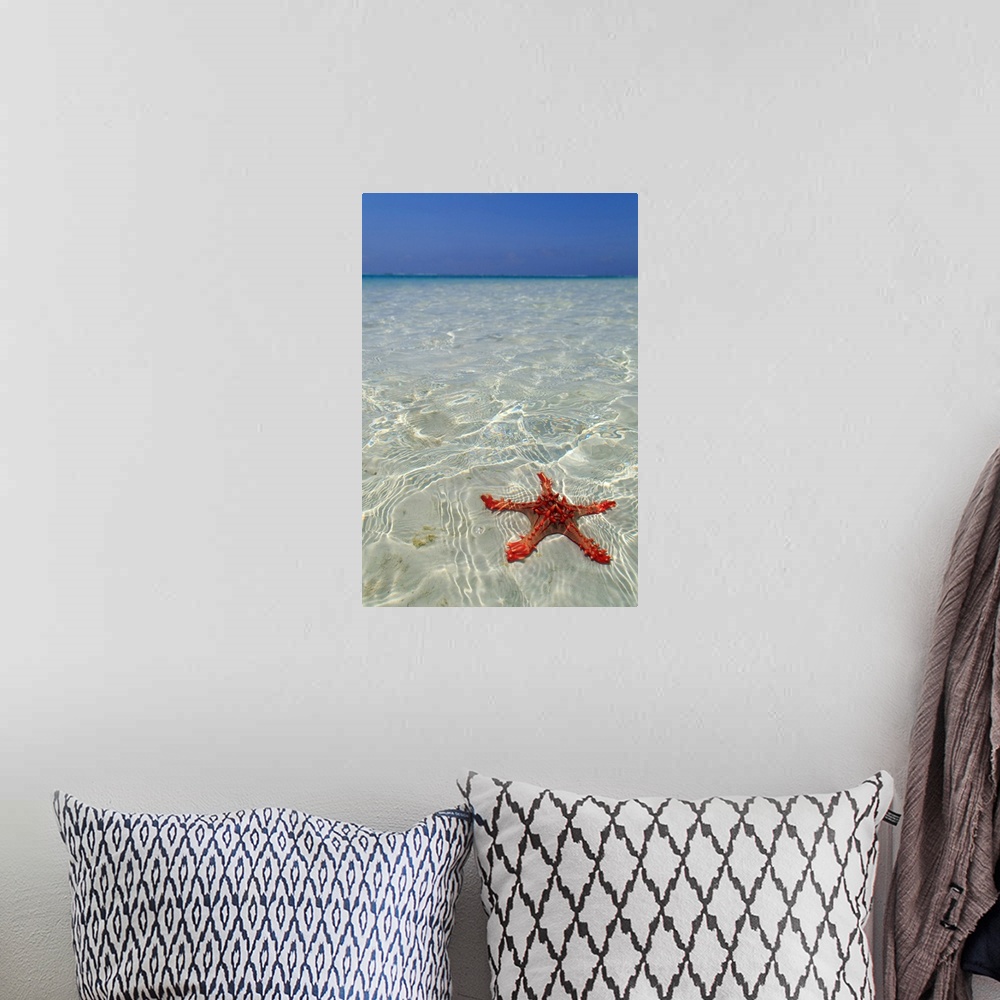 A bohemian room featuring Tanzania. Zanzibar, Jambiani, starfish easily visible close to the reef at low tide