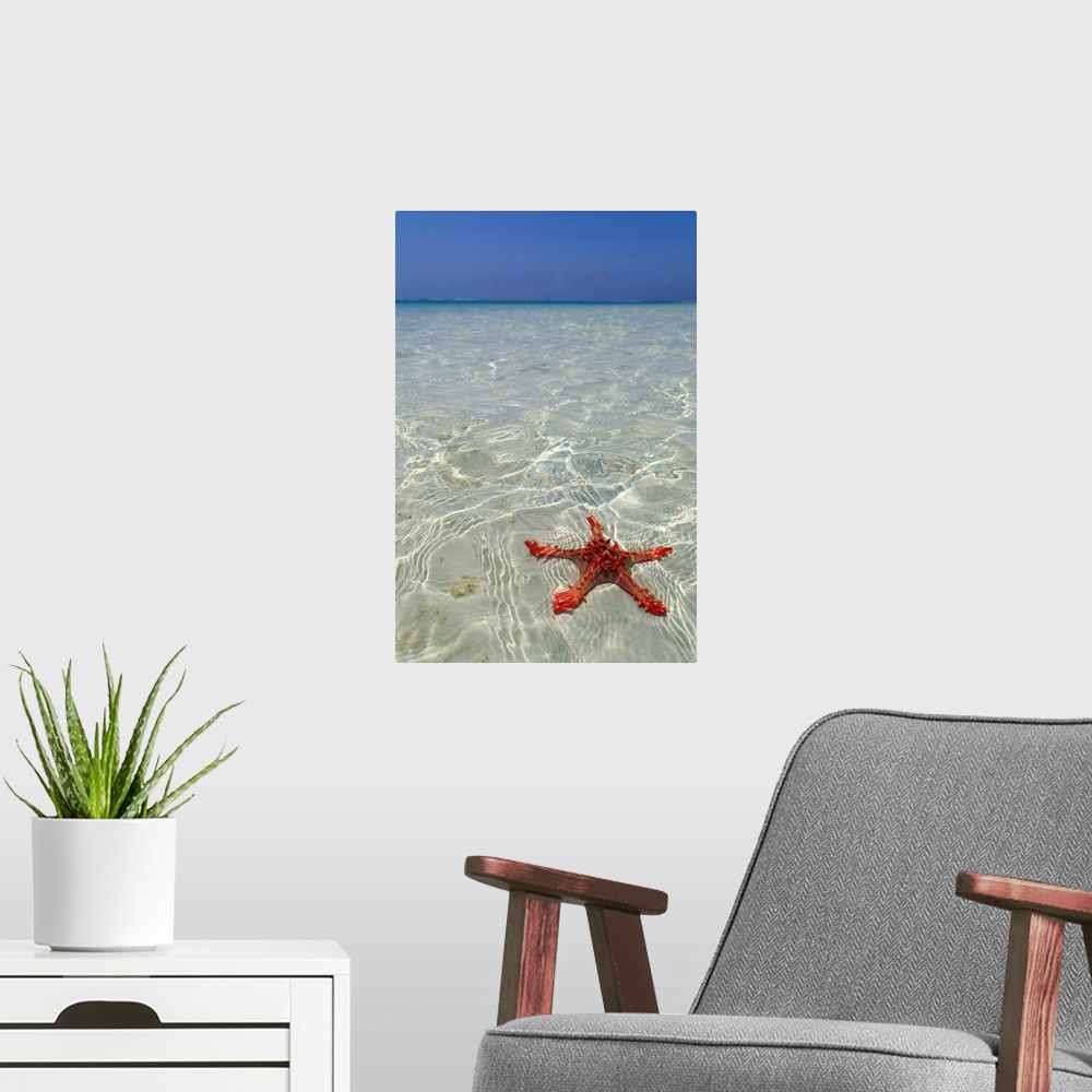 A modern room featuring Tanzania. Zanzibar, Jambiani, starfish easily visible close to the reef at low tide