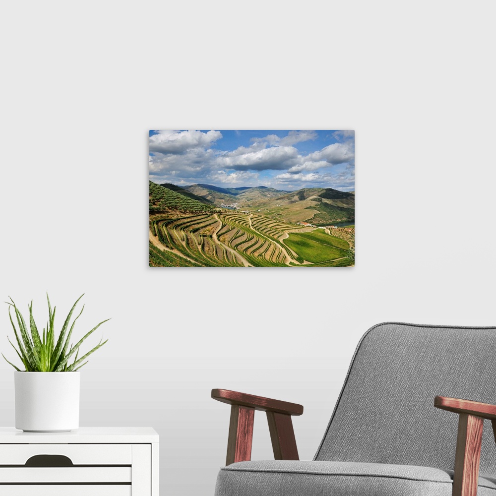 A modern room featuring Terraced vineyards along the Douro river during the grapes harvest. Ervedosa do Douro, A Unesco W...