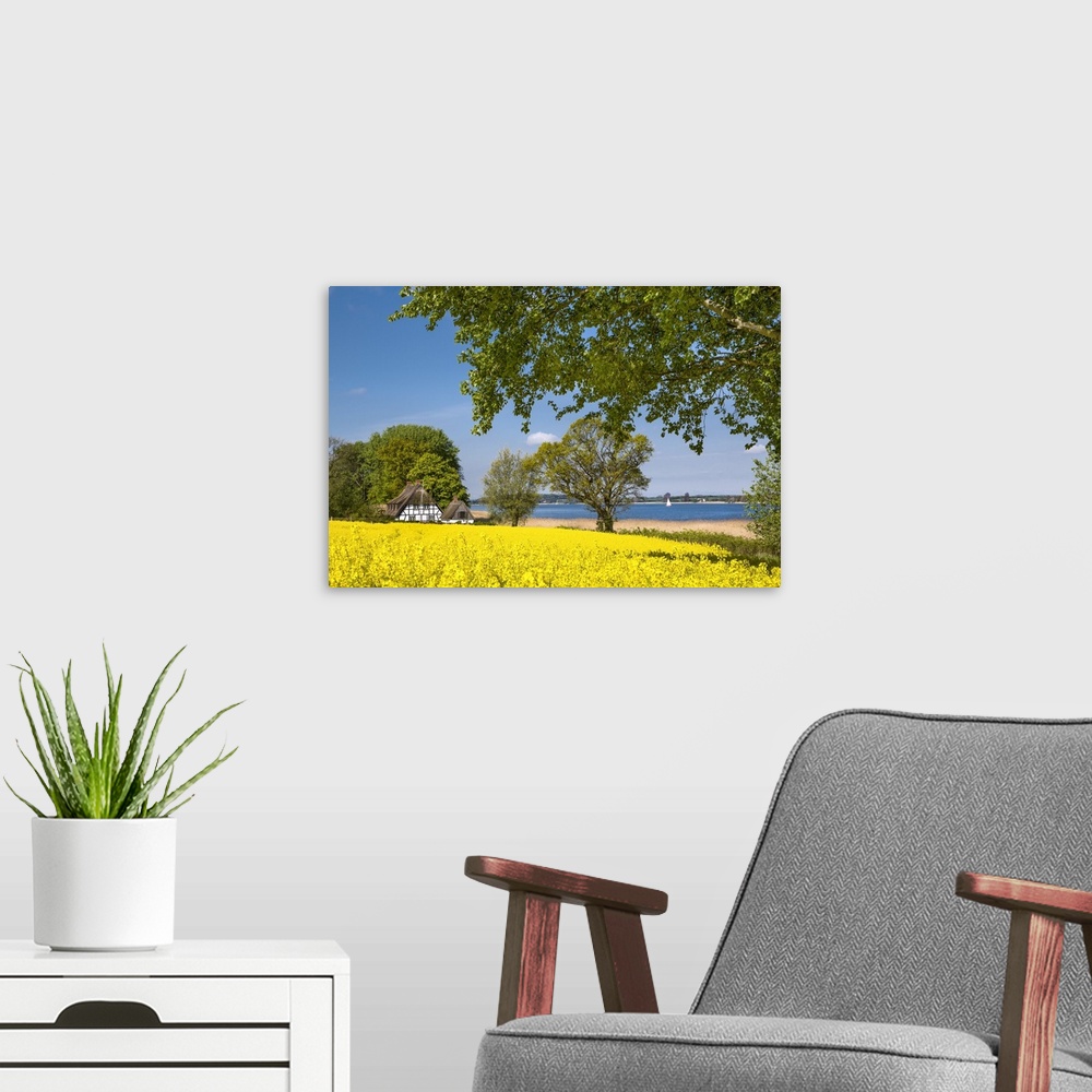 A modern room featuring Thatched house and canola field, Schlei fjord, Baltic coast, Schleswig-Holstein, Germany.