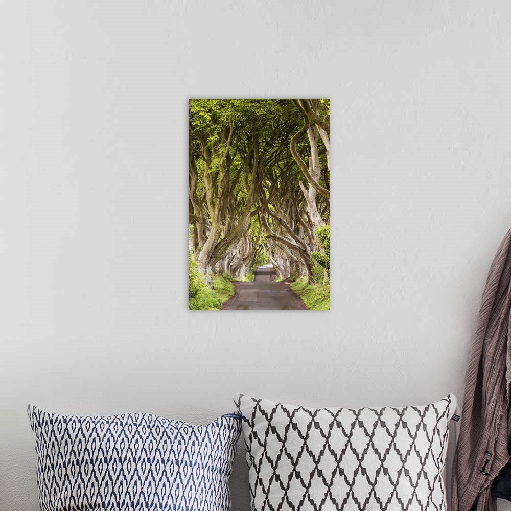 A bohemian room featuring The Dark Hedges, County Antrim, Ulster region, northern Ireland, United Kingdom. Iconic trees tun...