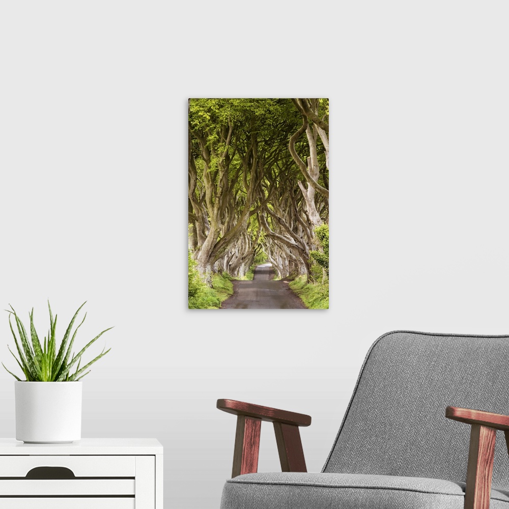 A modern room featuring The Dark Hedges, County Antrim, Ulster region, northern Ireland, United Kingdom. Iconic trees tun...
