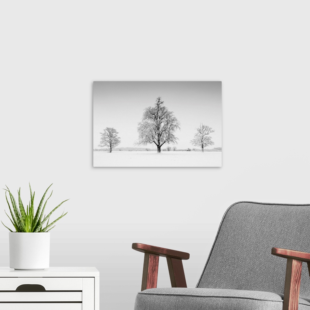 A modern room featuring Three Trees In Winter, Norfolk, England
