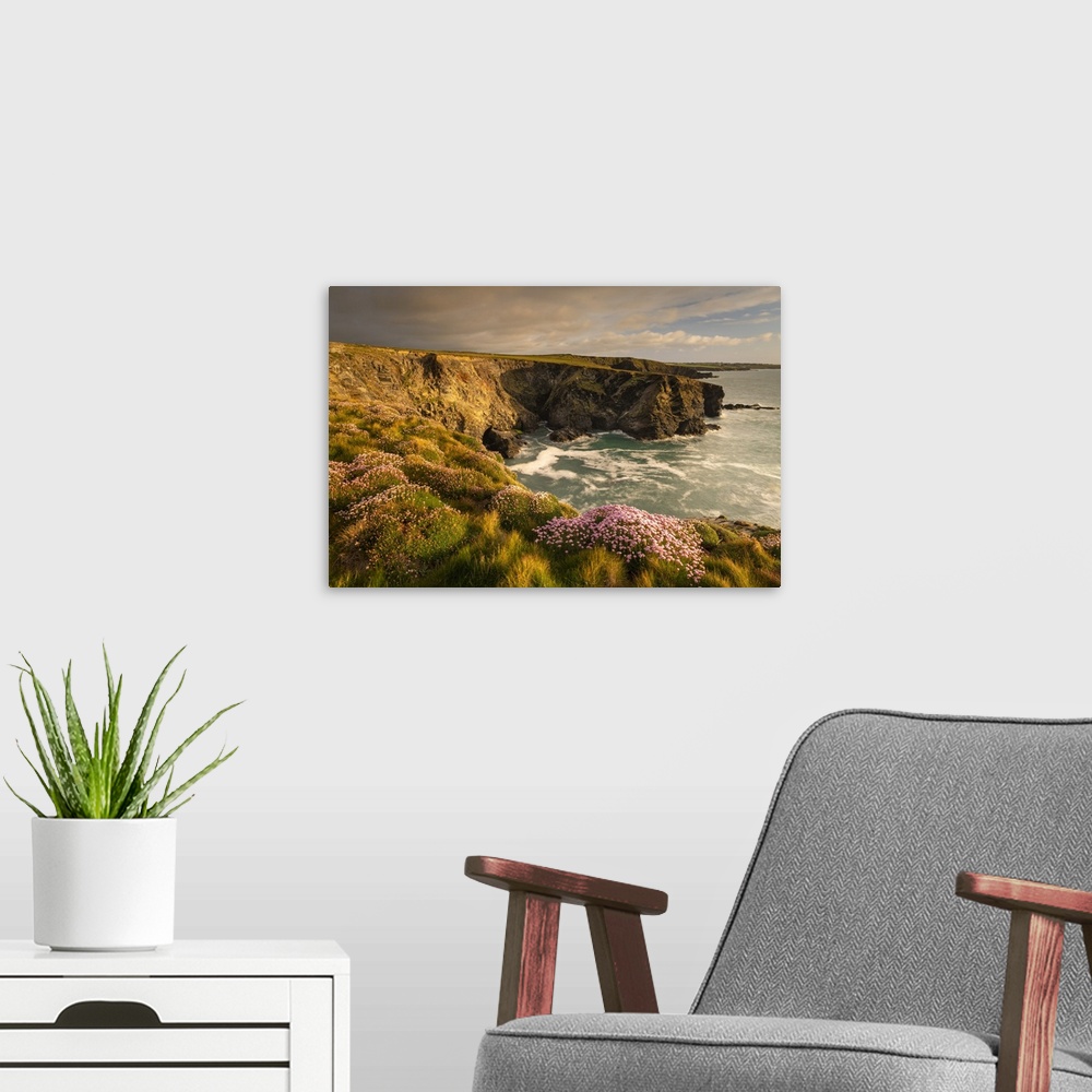 A modern room featuring Thrift wildflowers on the Cornish cliffs in springtime, Trevone, Cornwall, England. Spring, May 2...