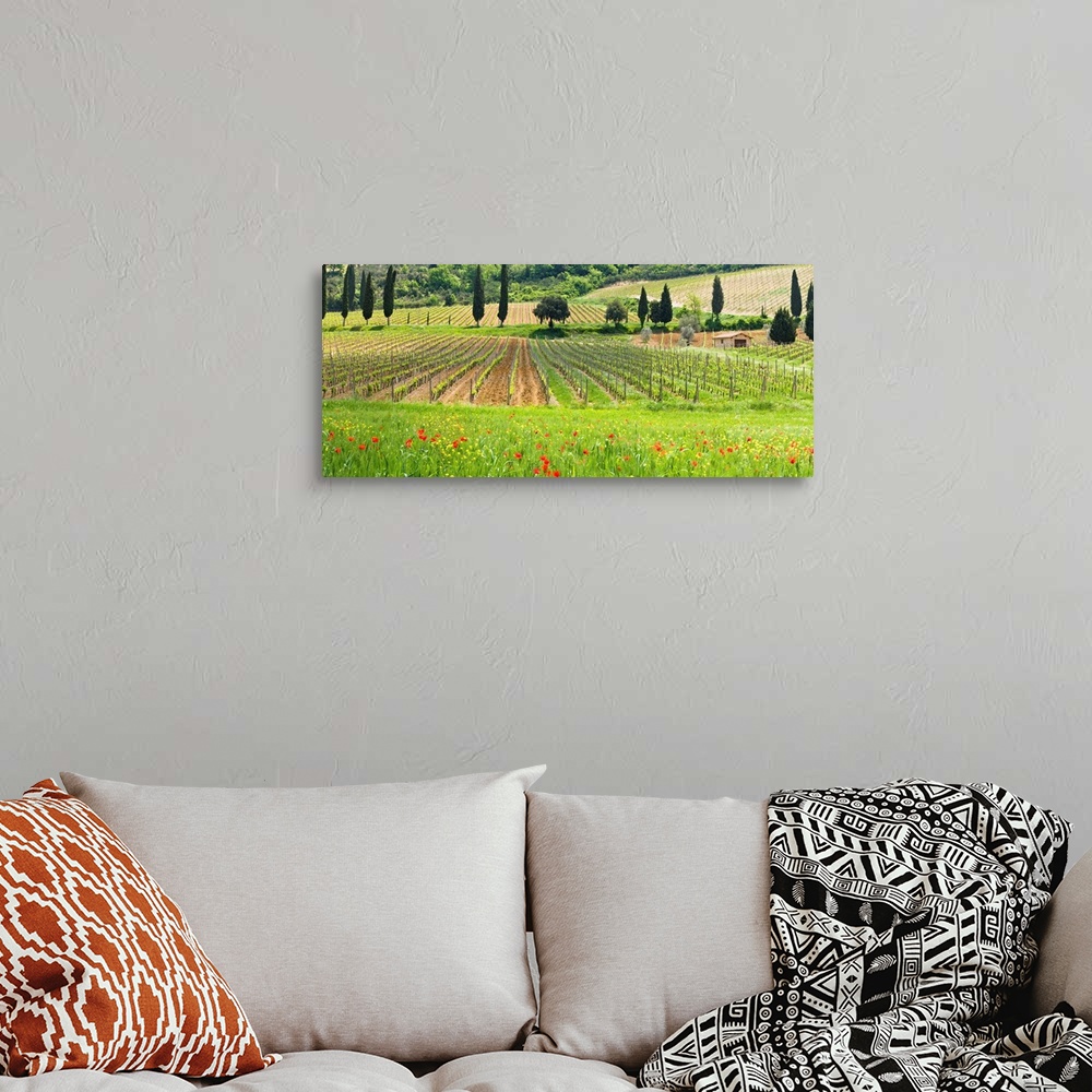 A bohemian room featuring Traditional Tuscan landscape, Valle de Orcia, Tuscany, Italy