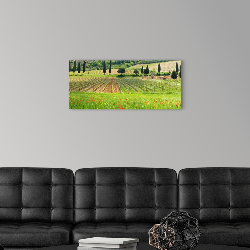A modern room featuring Traditional Tuscan landscape, Valle de Orcia, Tuscany, Italy