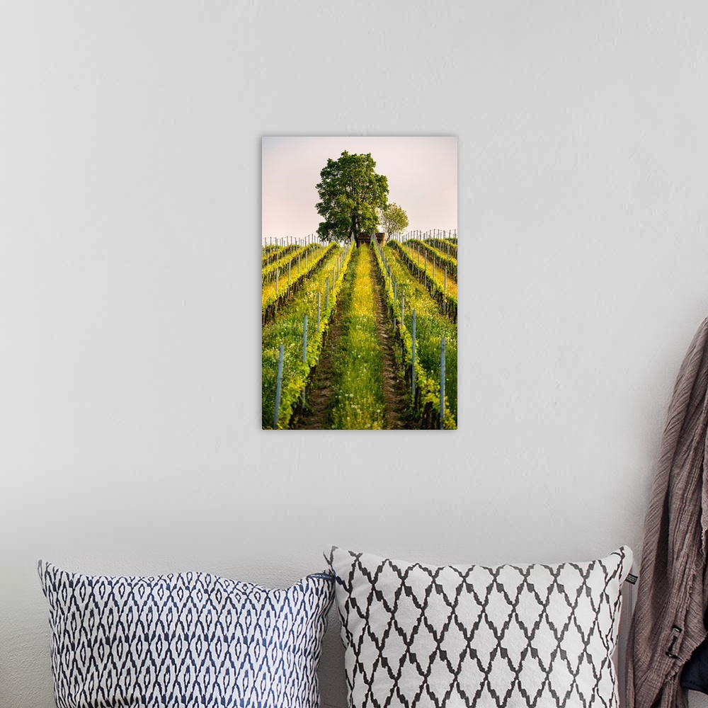 A bohemian room featuring Tree and Vineyards at sunset in Franciacorta, Brescia province, Lombardy district, Italy, Europe.