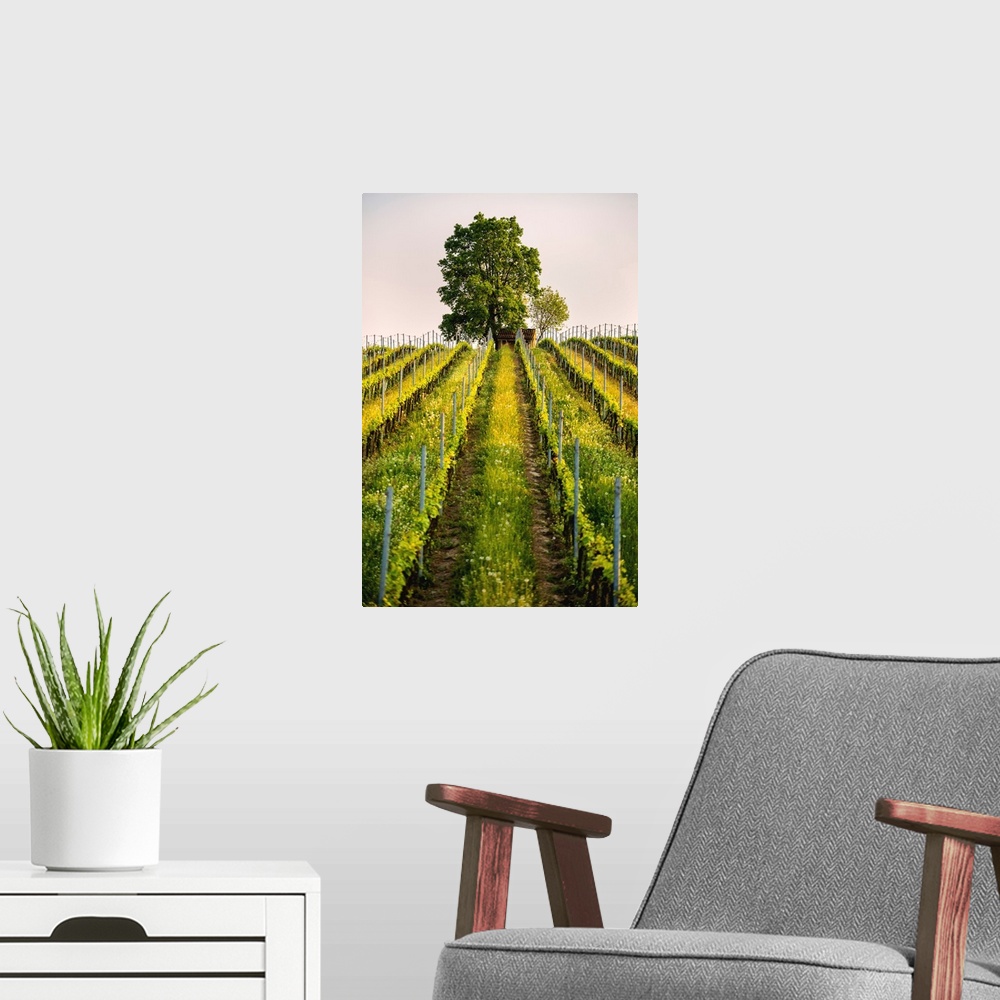 A modern room featuring Tree and Vineyards at sunset in Franciacorta, Brescia province, Lombardy district, Italy, Europe.
