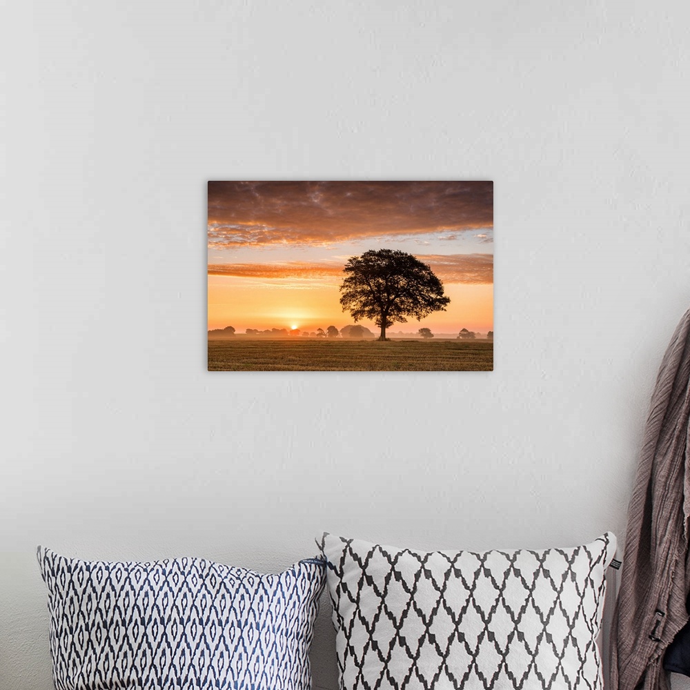 A bohemian room featuring Tree At Sunrise, Norfolk, England