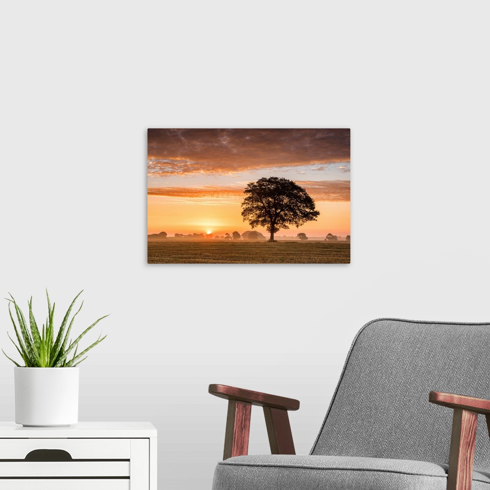 A modern room featuring Tree At Sunrise, Norfolk, England