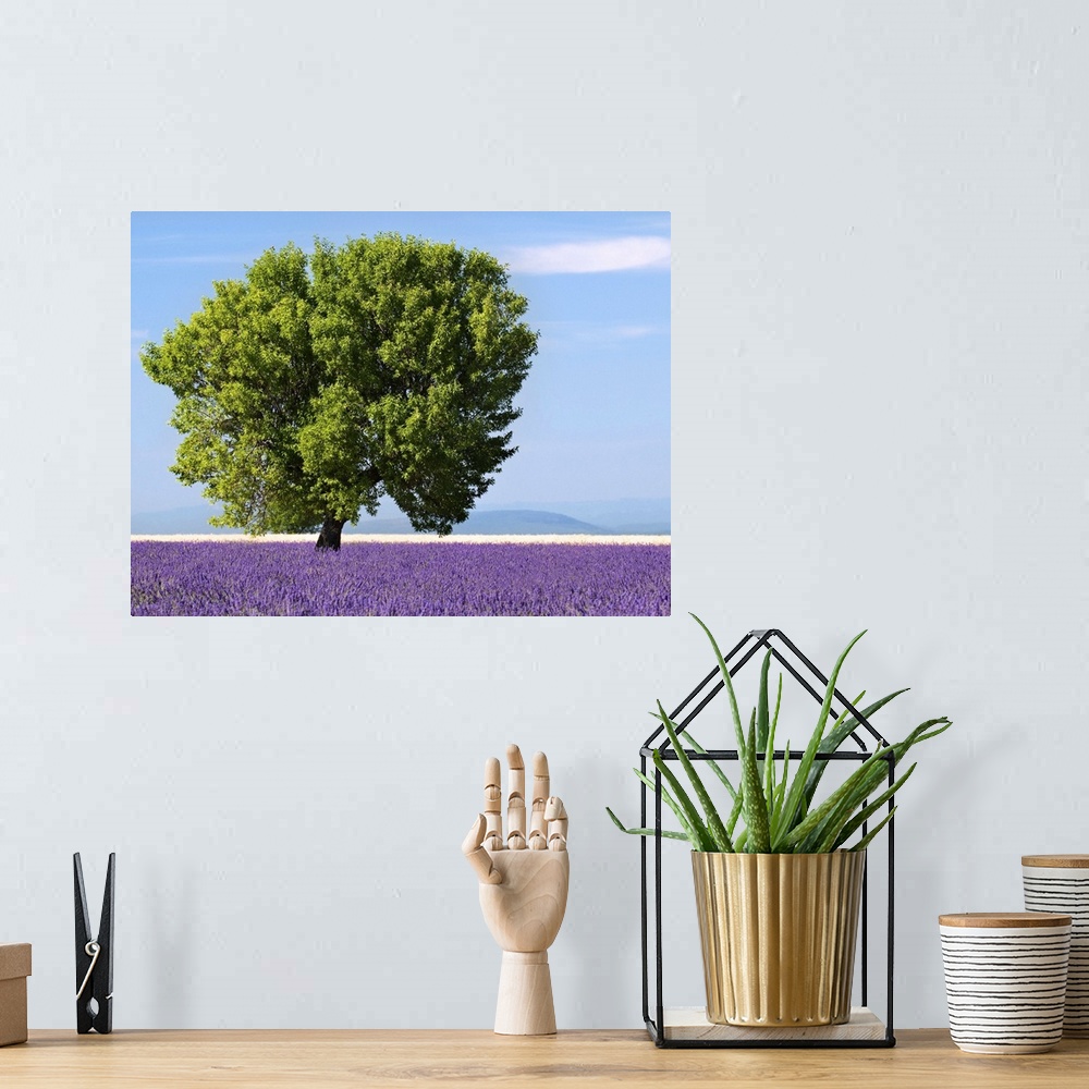 A bohemian room featuring Tree in a lavender field, Valensole plateau, Provence, France