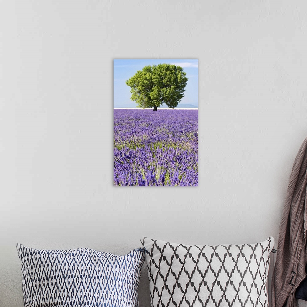 A bohemian room featuring Tree in a lavender field, Valensole plateau, Provence, France